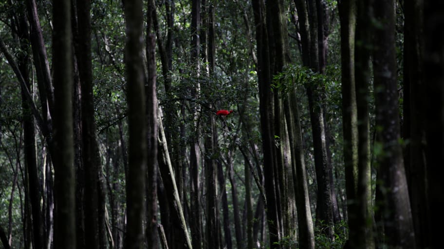 A Scarlet ibis stands in trees in Cabo Orange National Park on the coast of Amapa state, near the mouth of the Oiapoque river, northern Brazil, April 3, 2017.
