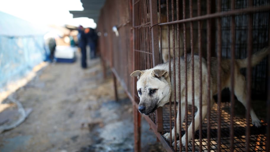 A dog is pictured in a cage at a dog meat farm in Wonju, South Korea, Jan. 10, 2017. 