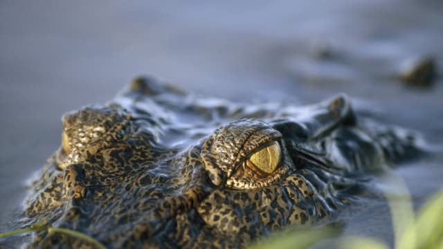 Kakadu National Park, Northern Territory, Australia. A half-submerged saltwater crocodile, Crocodylus porosus, stalks prey. 