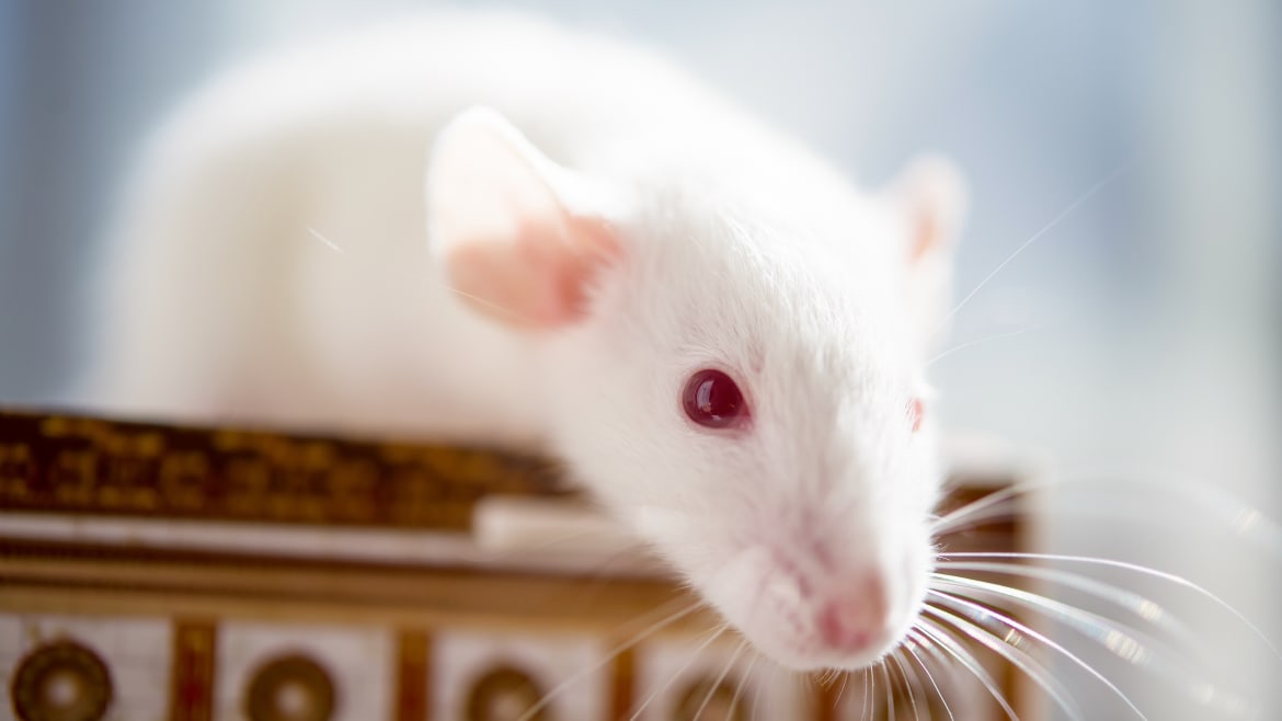 How Rat Sperm Grown in Mice Can Resurrect an Extinct Species