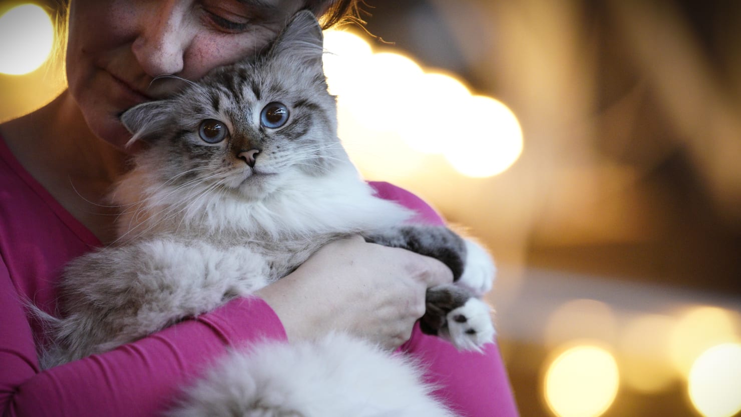 Das Polnische Institut für Naturschutz sagt, dass Katzen eine invasive gebietsfremde Art sind