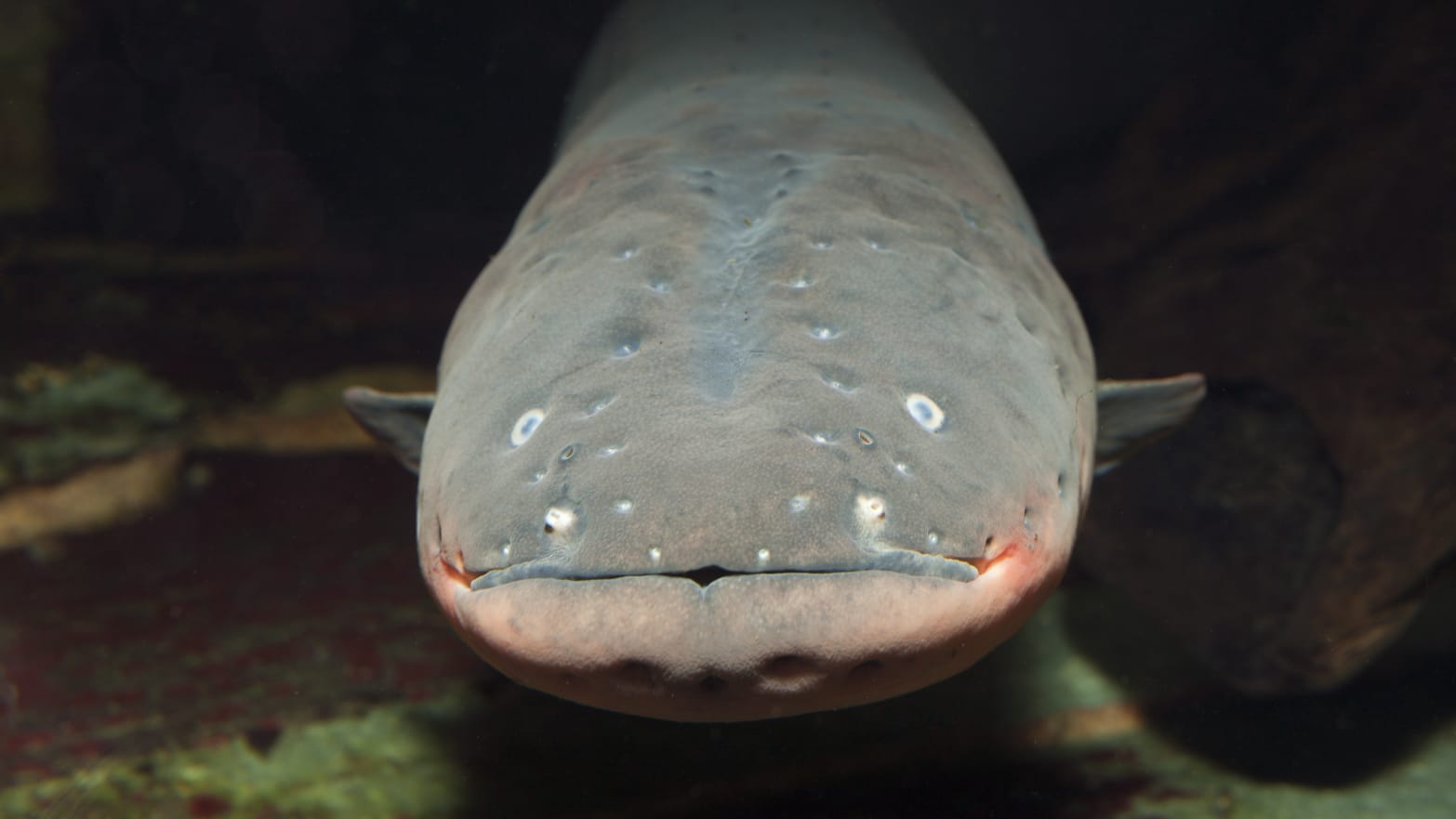 Scientists Look to Electric Eels for New Battery Technology