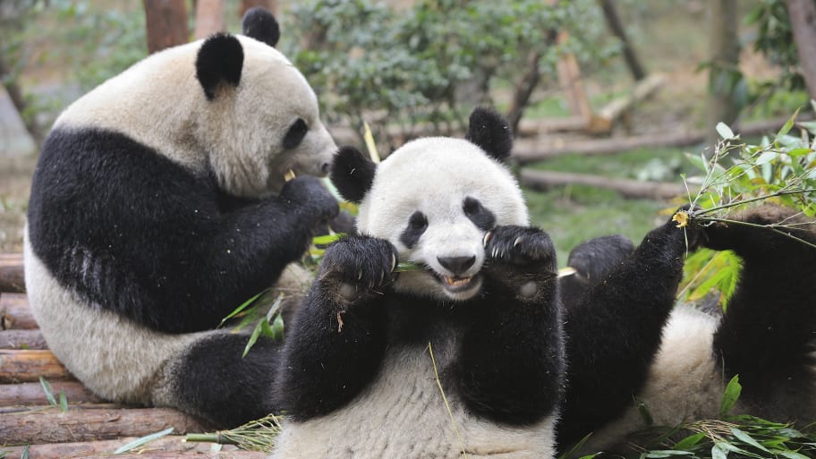 Giant pandas eating bamboo.
