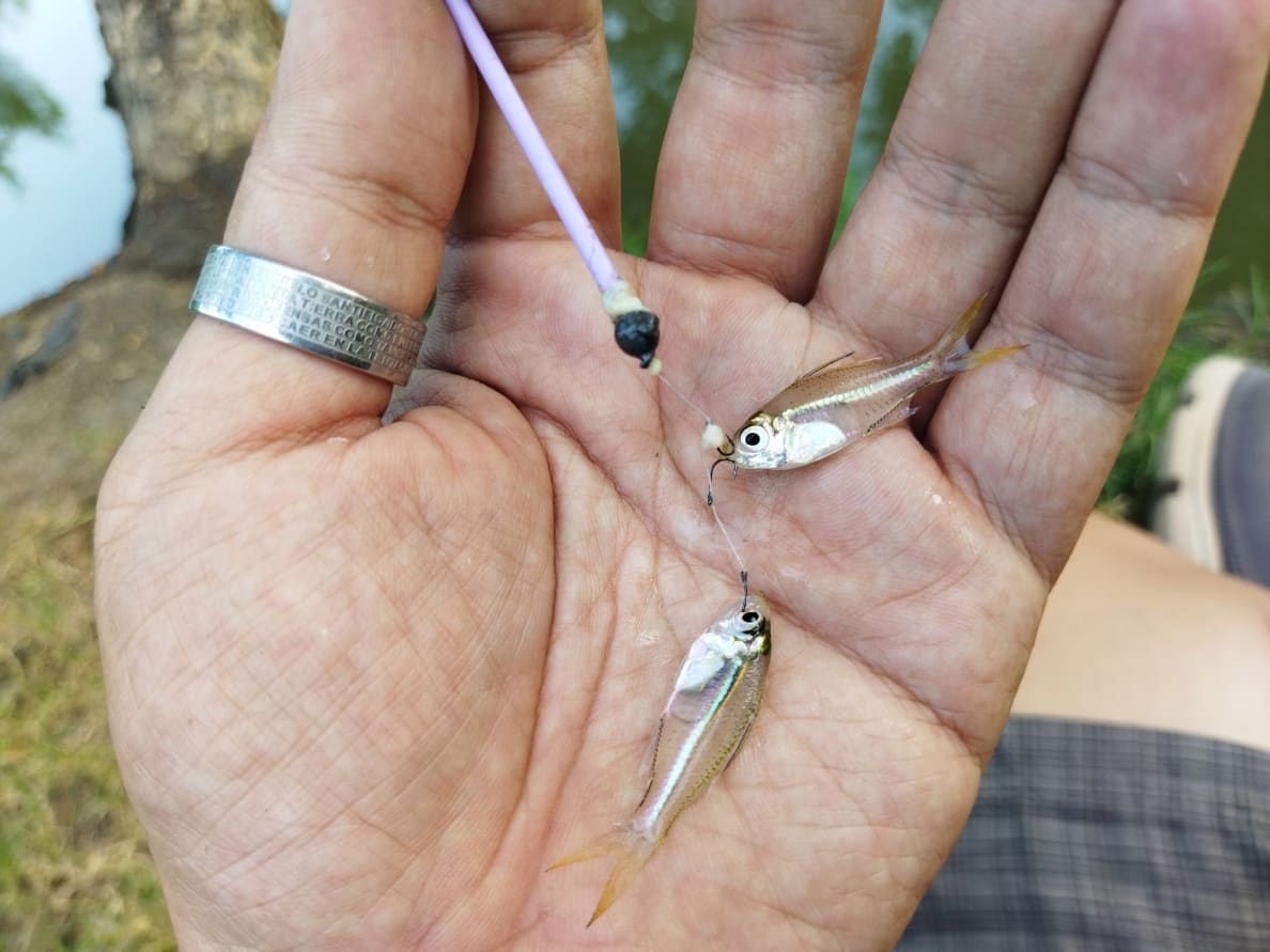 Have you ever caught a fish smaller than this? #microfishing #fish #cr