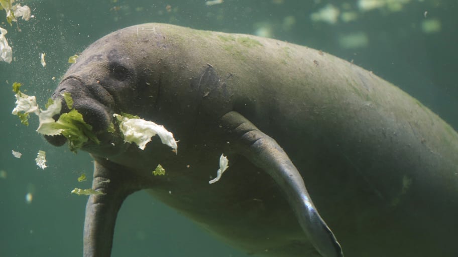 A manatee eats lettuce in an exhibition called 'Puerto Manati', which hosts two manatees in a conservation space with an underwater view, at the aquarium of the Guadalajara Zoo in Guadalajara, Mexico August 26, 2021.