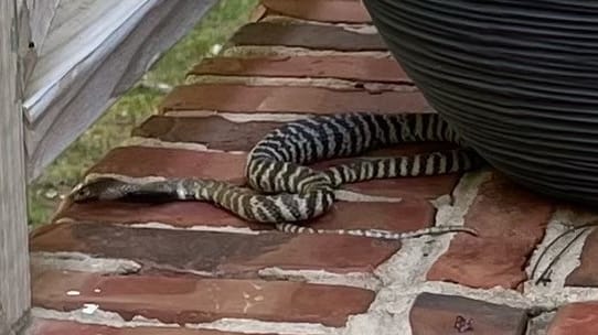 ‘I Made a Mistake’ Says TikTok-Famous Owner of Escaped Deadly Cobra