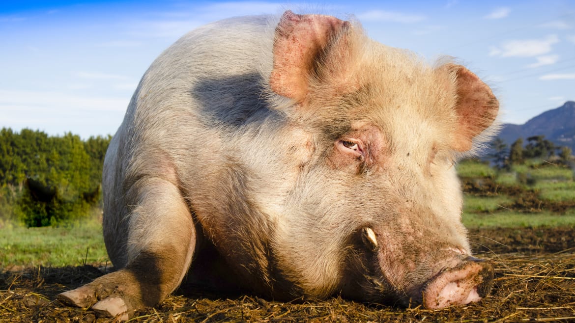 Mad Scientists Created Franken-Pigs by Zapping Their Corpses