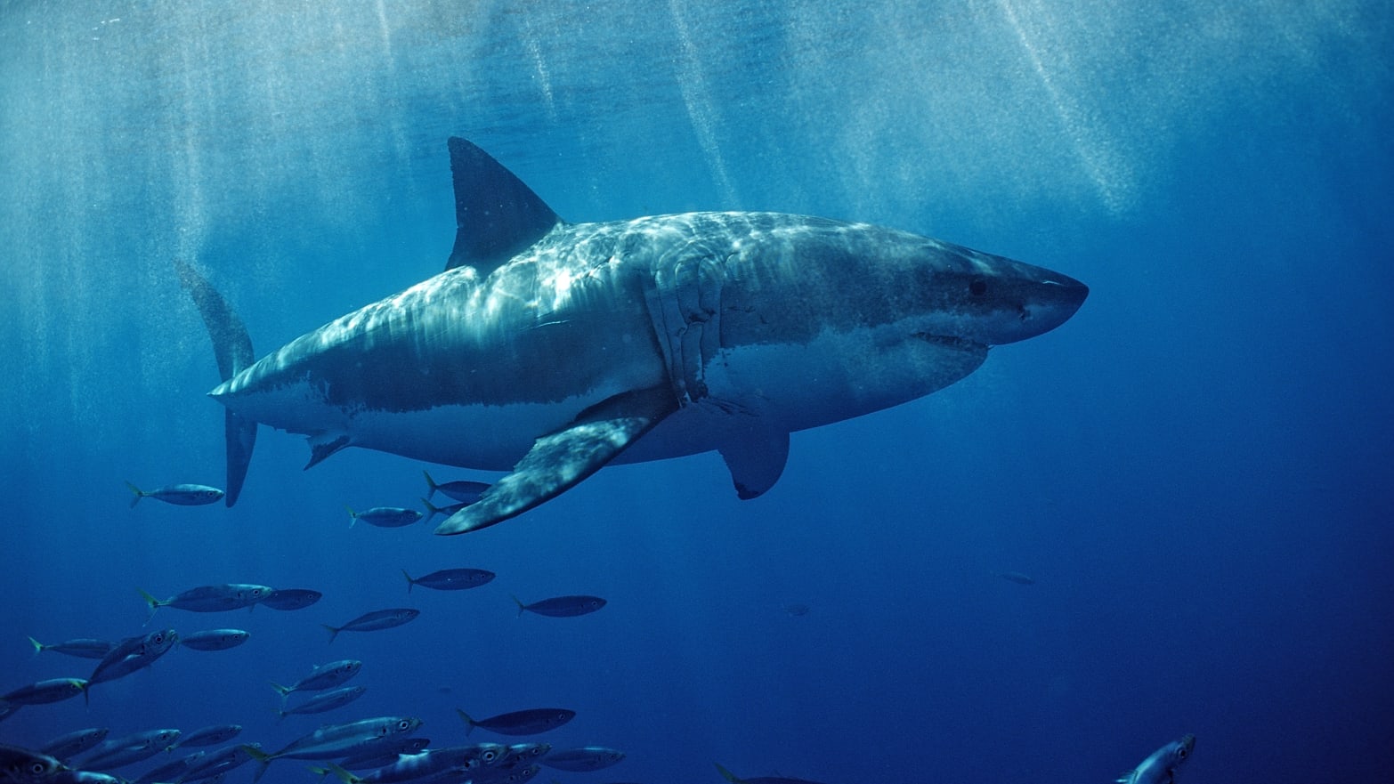 A Great White Shark off the coast of California.