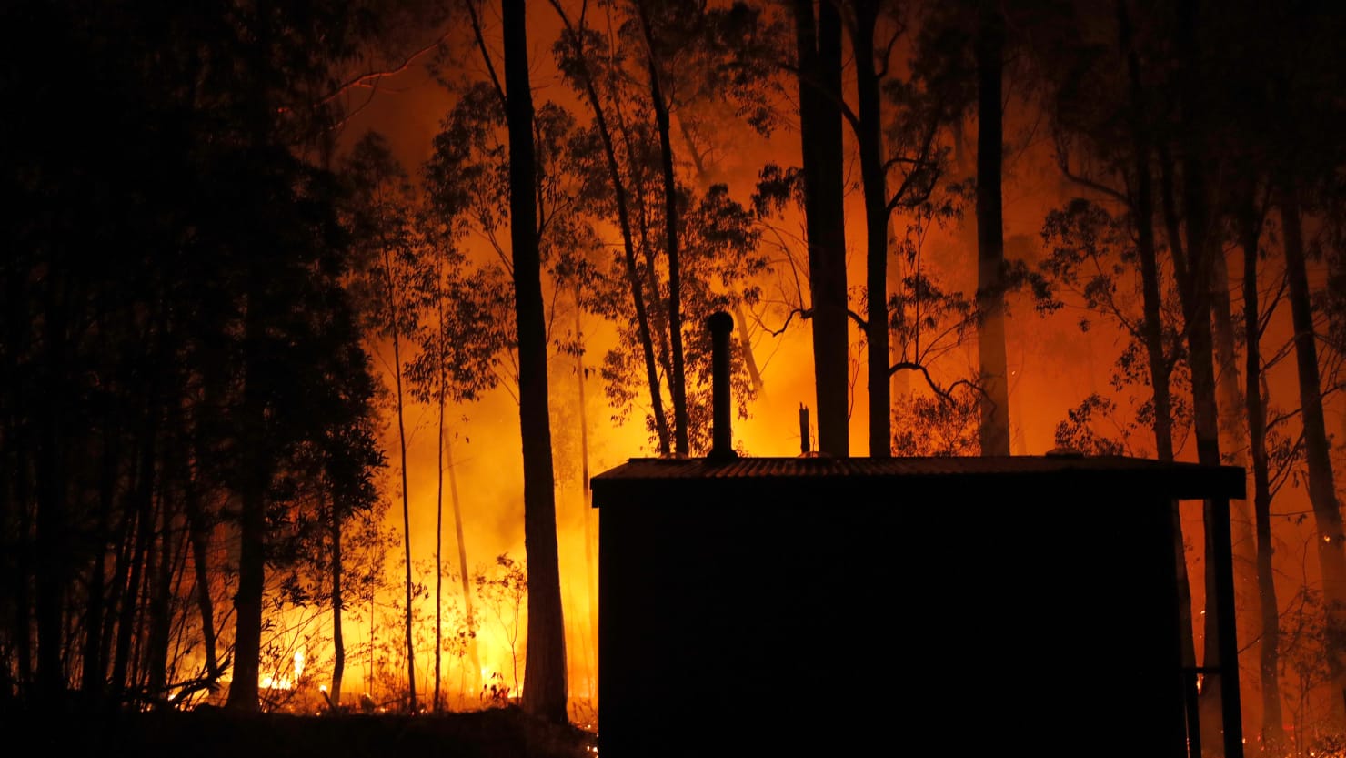 Australia Wildfires Confront the Country with Extinction - The Daily Beast