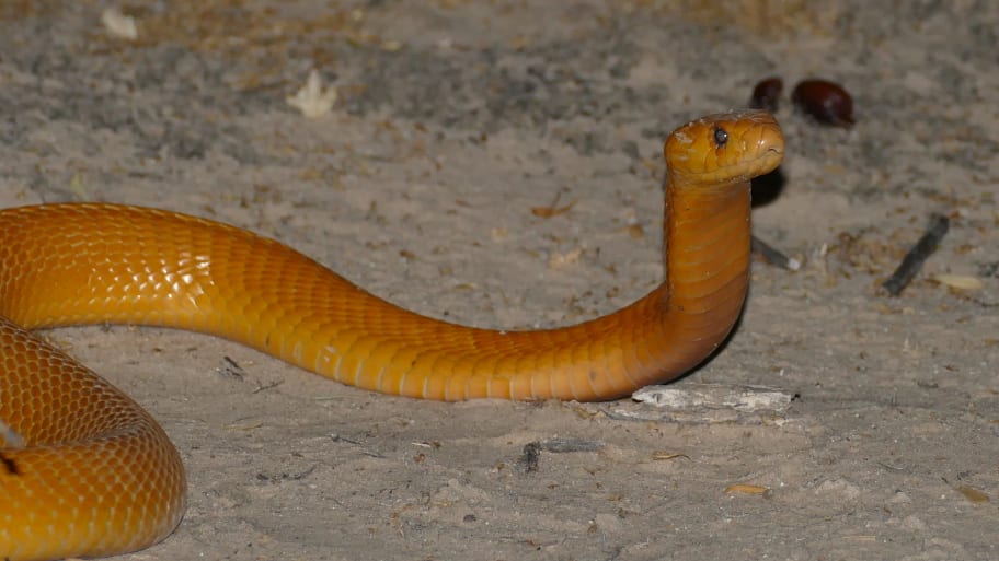 A pilot discovered a deadly Cape cobra in his cockpit, forcing him to make an emergency landing.