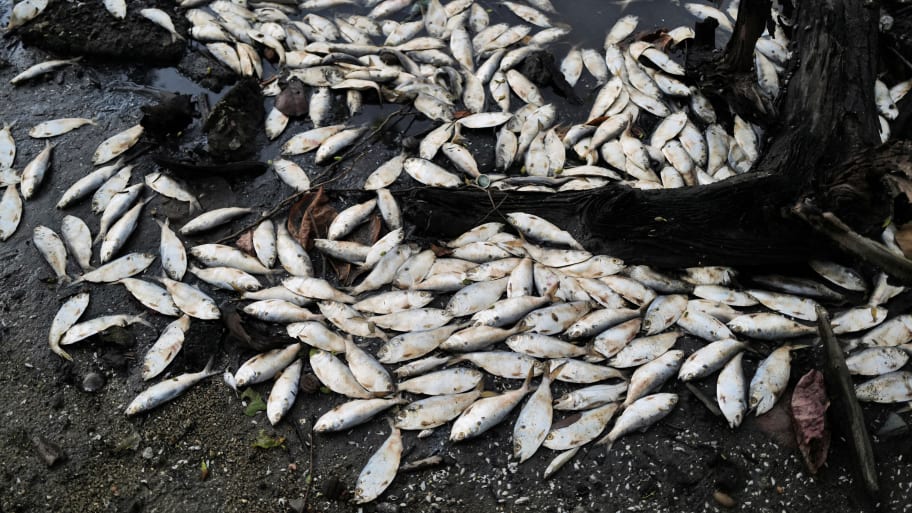 A cluster of dead fish washed up on a shore
