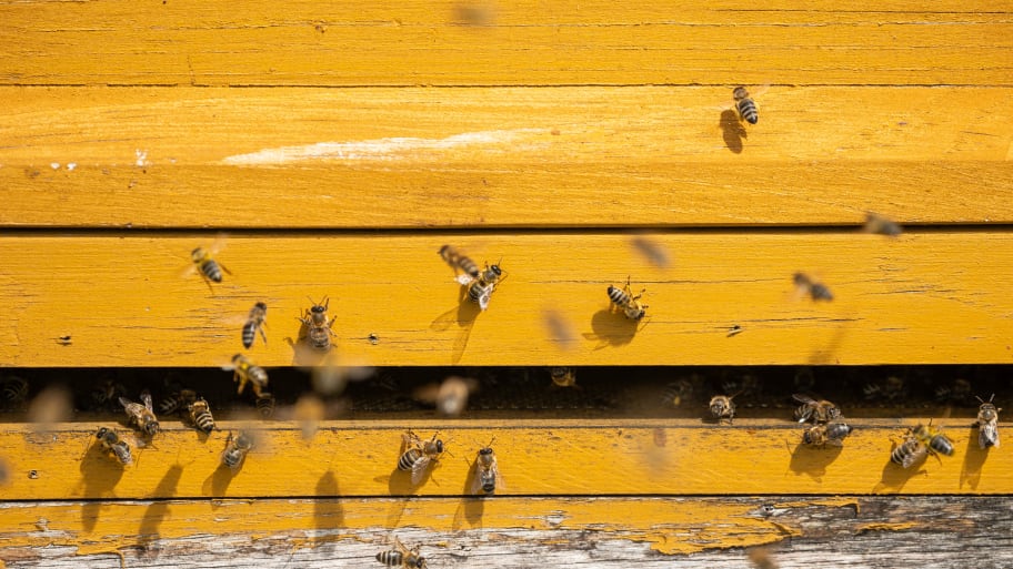Bees fly to beehives at the edge of a forest. 