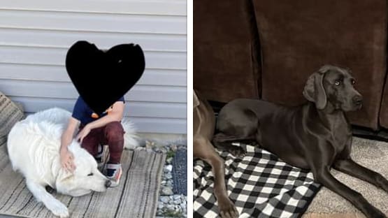 A pair of dogs were gunned down by a cop in Idaho, enraging the dogs’ owner and onlookers.