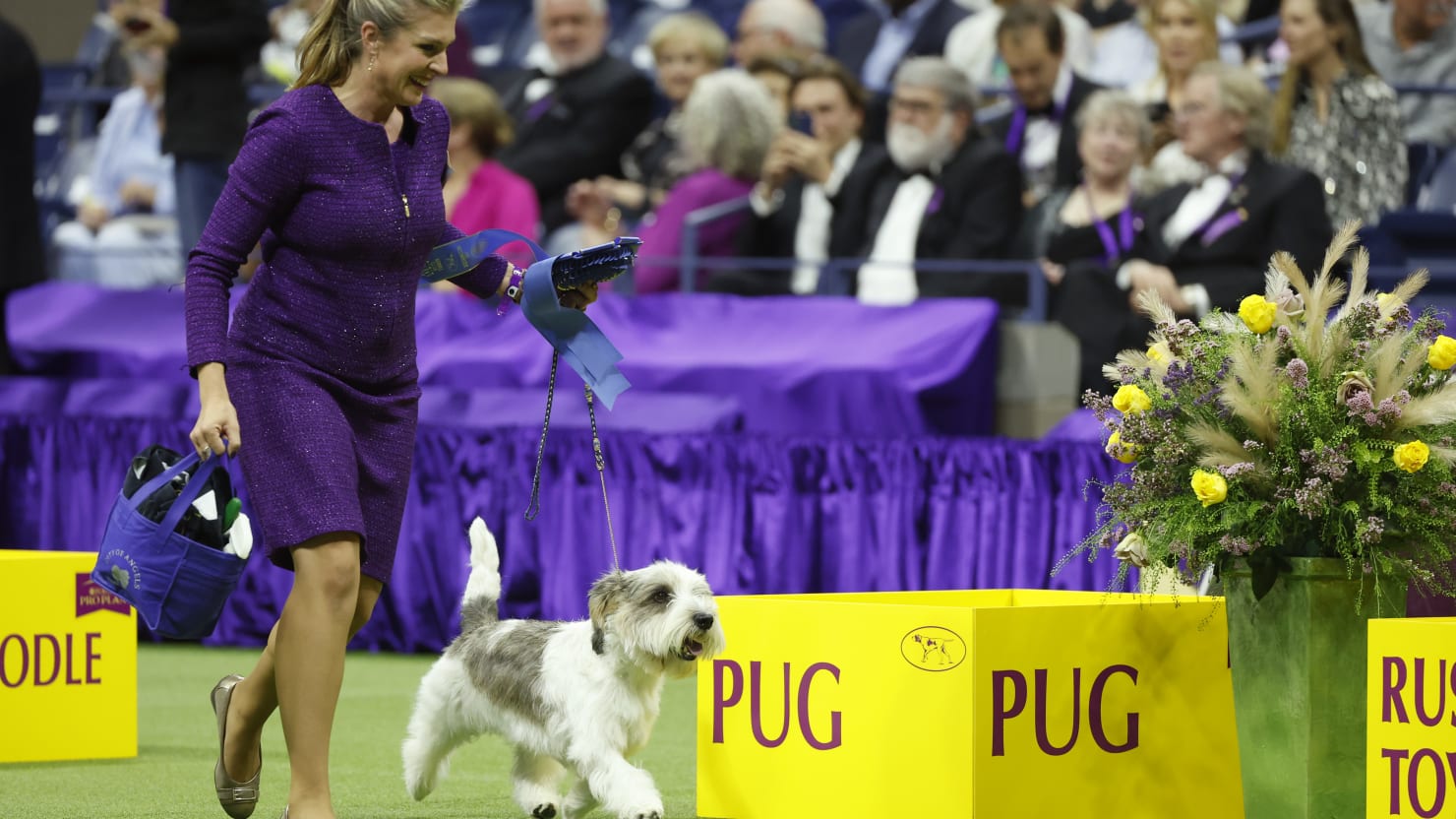 Petit Basset Griffon Vendéen Named Buddy Holly Wins Best in Show at Westminster Kennel Club