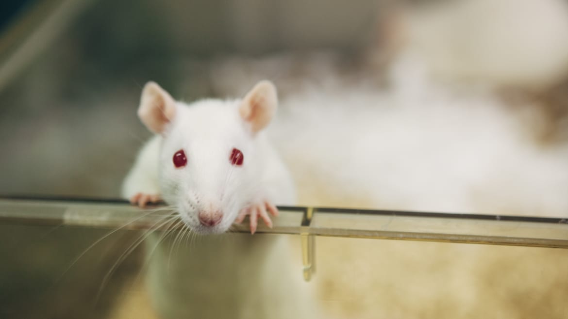 Mindbending Experiment Fused Rat Brains With Human Neurons