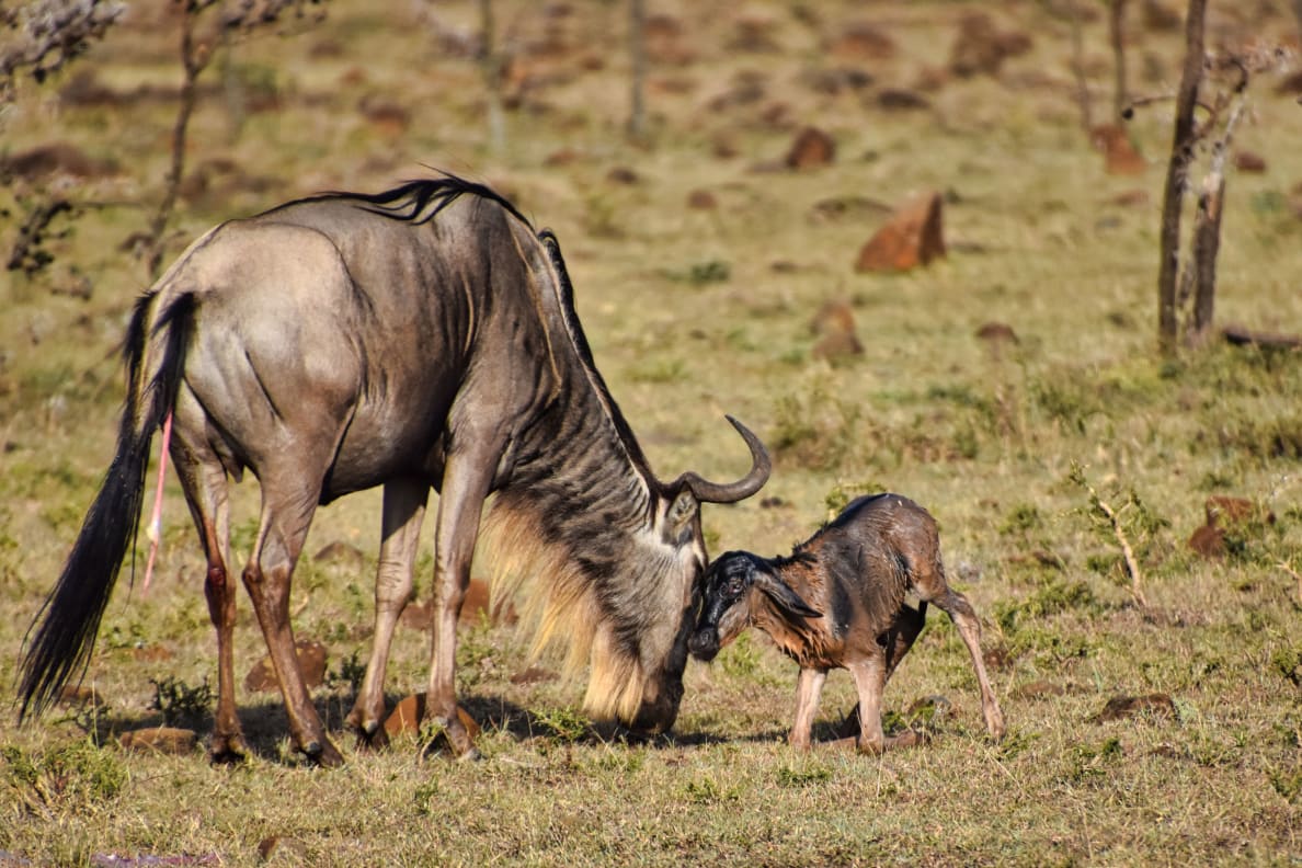 A photograph of a newborn wildebeest and mother wildebeest at the Mara Naboisho Conservancy in Kenya.