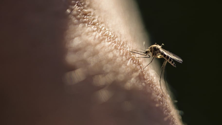 Massachusetts' first confirmed human case of eastern equine encephalitis this year has already seen parks closed and events rescheduled.