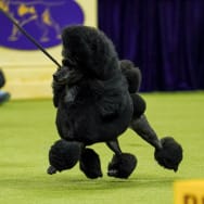 Sage the miniature poodle won Best in Show at the Westminster Kennel Club Dog Show 2024. 