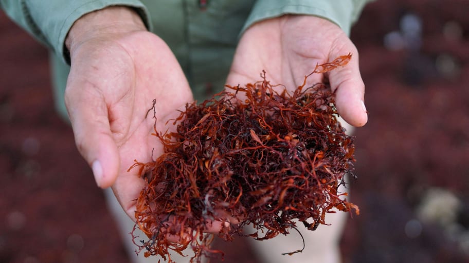 An individual holds a clump of sargassum seaweed.