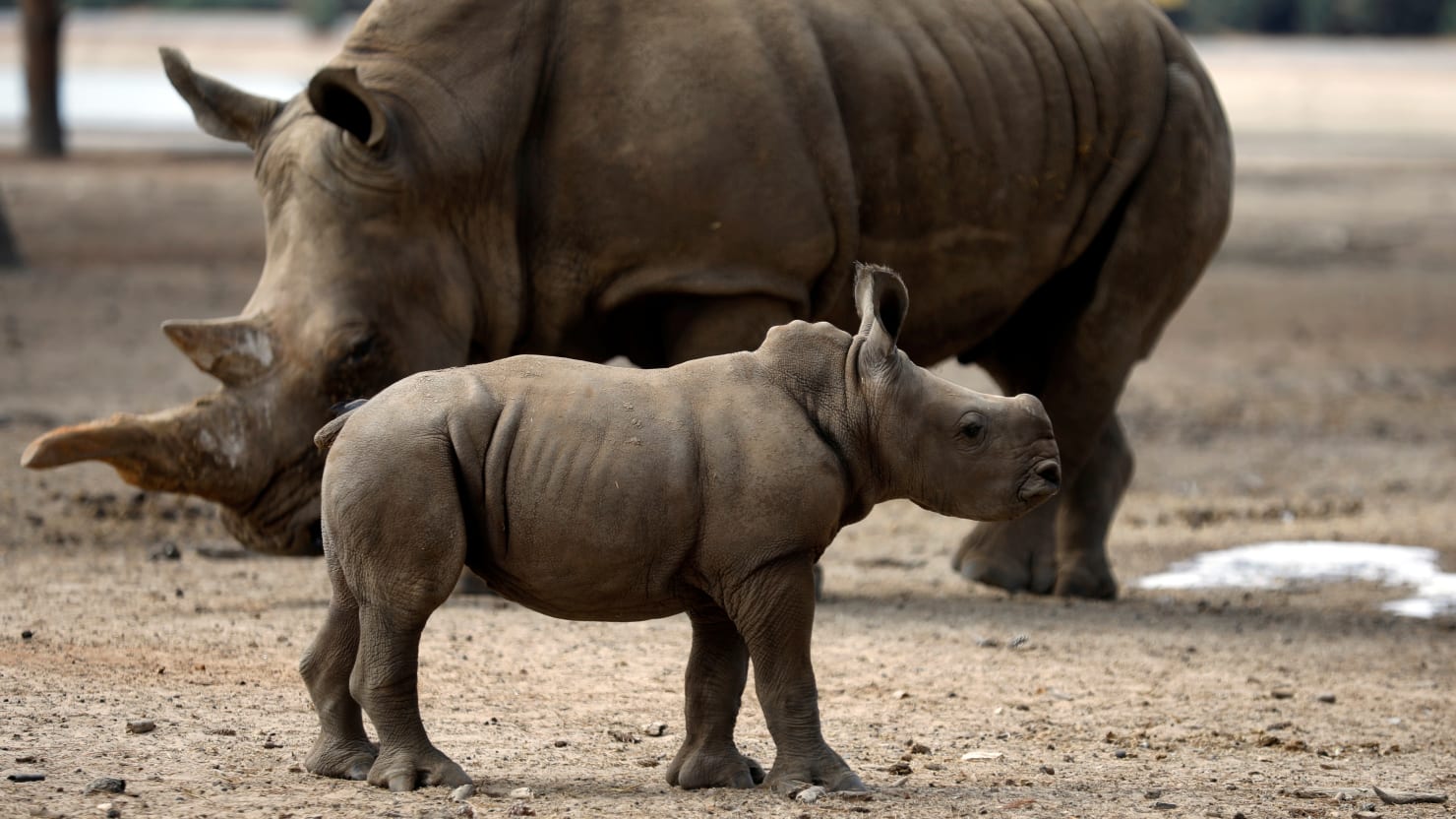 Сколько носорогов родилось в 2002 году. Семья Носорогов. Детеныш носорога. Индийский носорожек. Носорог с детенышем в зоопарке.