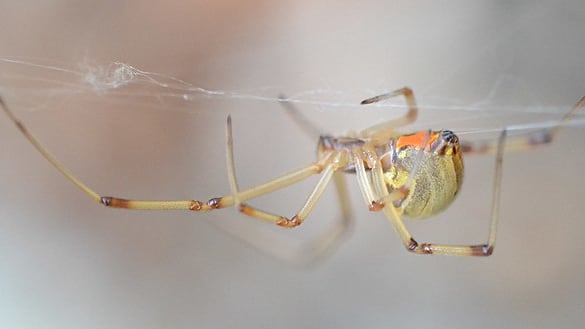 A brown widow spider moves on a spider web.