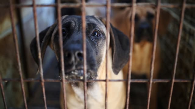 The dog meat trade is set to be banned in South Korea. 