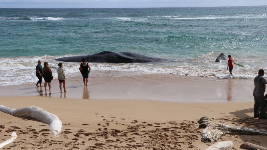 Beached whale on the shore of Lydgate Beach in Kauai County, Hawaii.