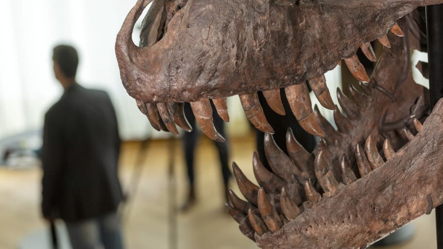 T-Rex skeleton in Switzerland.