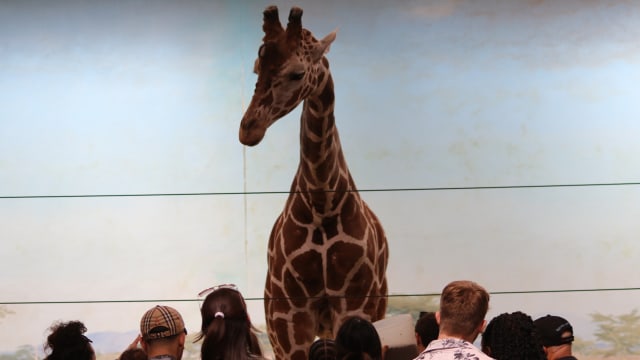A giraffe is seen at Bronx Zoo animal park in New York City.