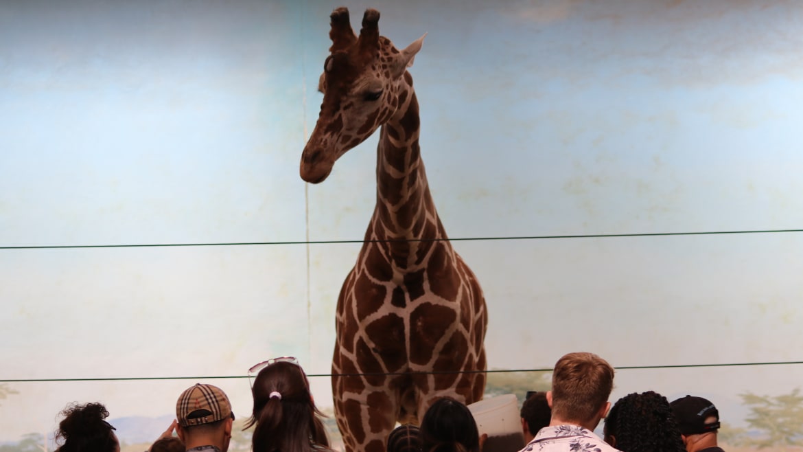 Giraffe With Cancerous Tumor Is Pregnant, Zoo Says