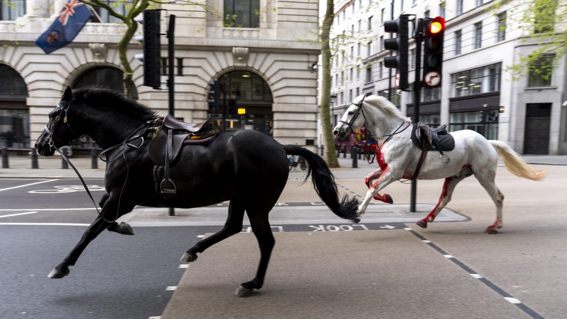 Blood-Soaked Royal Horses Escape and Bolt Through London