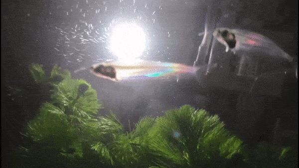 Watch This Ghost Catfish Glow with Dazzling Rainbows