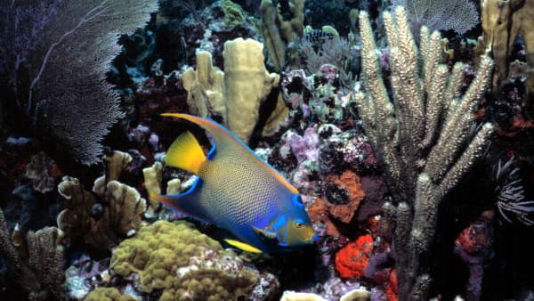 Florida’s coral reefs are being threatened by record ocean temperatures. 