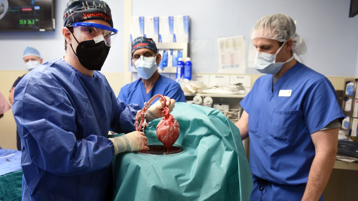 Pig Heart Transplants for Humans Already Work Better Than Doctors Hoped