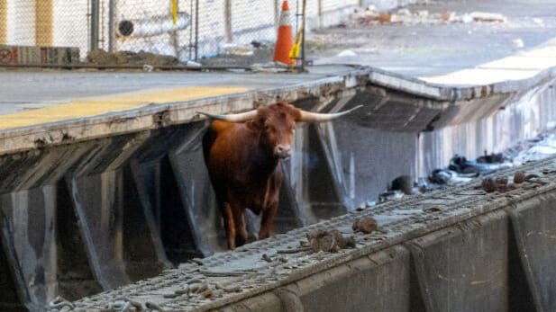 A bull stands on the rail tracks near Newark Penn Station in New Jersey