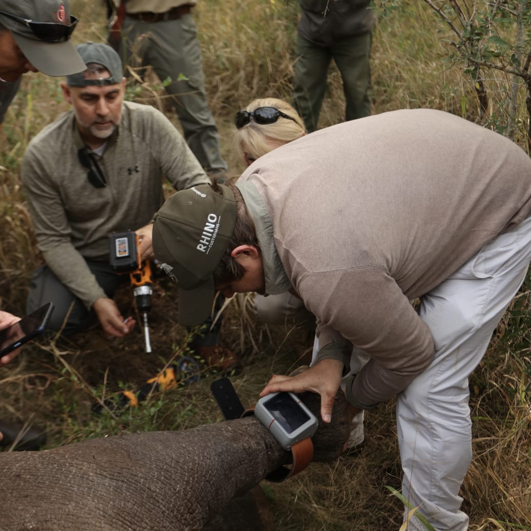Conservationists from Thanda Safari fit a RhinoWatch collar onto a rhino