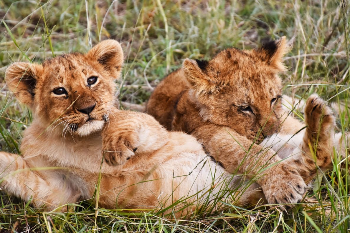 A photograph of lion cubs playing in Kenya.