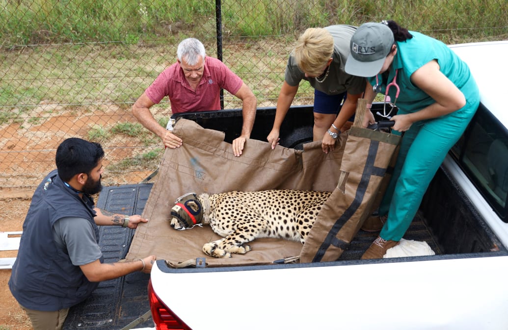 A photograph of a cheetah loaded onto a truck after being sedated, before being flown from South Africa and India.