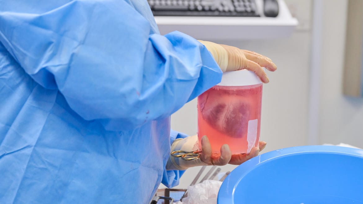 Surgeons Successfully Transplant Pig Hearts into Dead Humans