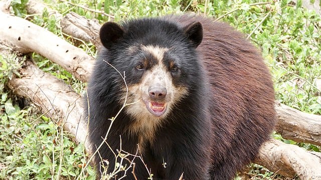 An Andean bear in the wild at the Chaparri Reserve in Peru.
