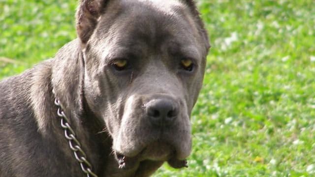 A dog of the breed cane corso.