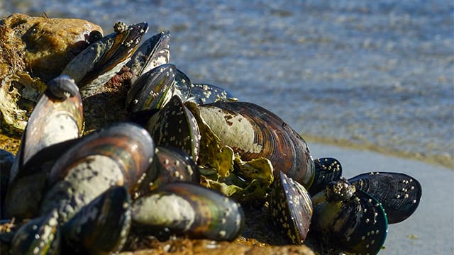 Group of mussels on a beach rock 