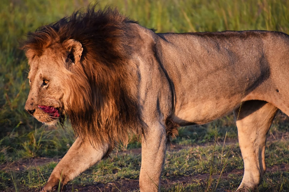 A photograph of a wounded lion in the Masai Mara National Reserve in Kenya.