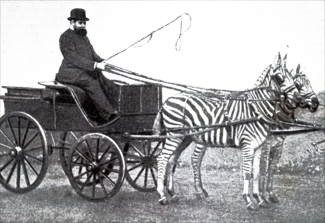 A photograph of Lionel de Rothschild driving a team of zebras circa the 19th Century, who was a British banker, politician and philanthropist who was a member of the prominent Rothschild banking family.