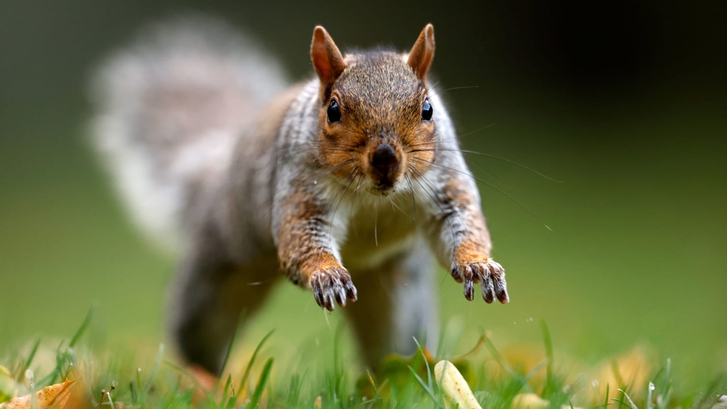 Furious squirrel accused of carrying out a series of frantic attacks on New Yorkers in Queens