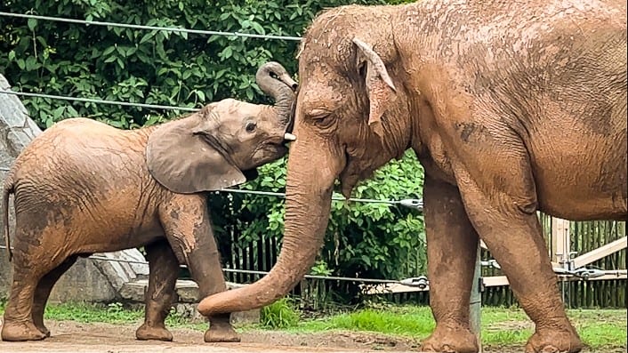 Fitz, an elephant calf, with his mother, Mikki, at the Louisville Zoo