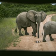 A photo of elephants crossing a road.
