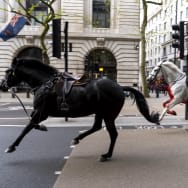 Two horses on the loose bolt through the streets of London