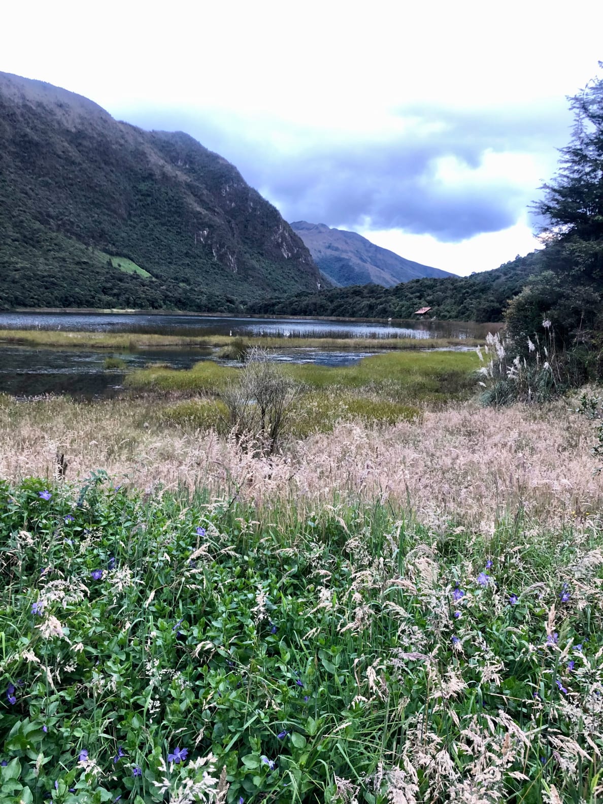A photograph of a flower meadow along the Inca trail near Llaviucu Lake.