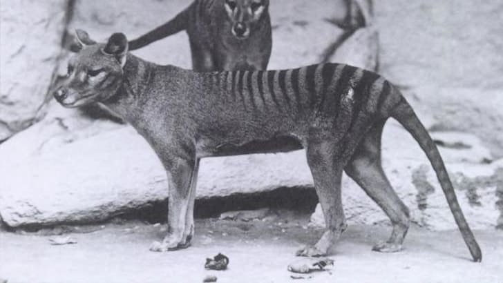 Extinct Tasmanian Tigers May Have Survived Longer Than Previously Thought, Smart News